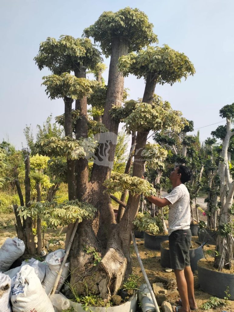 Jual Bonsai Anting Putri