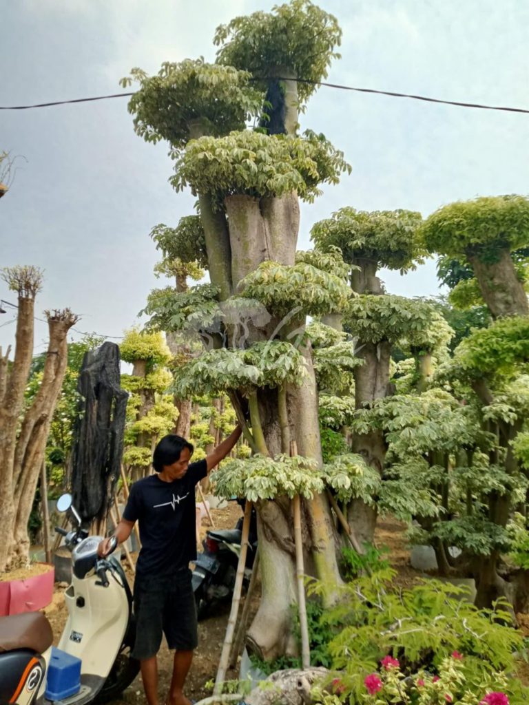 Jual Bonsai Anting Putri