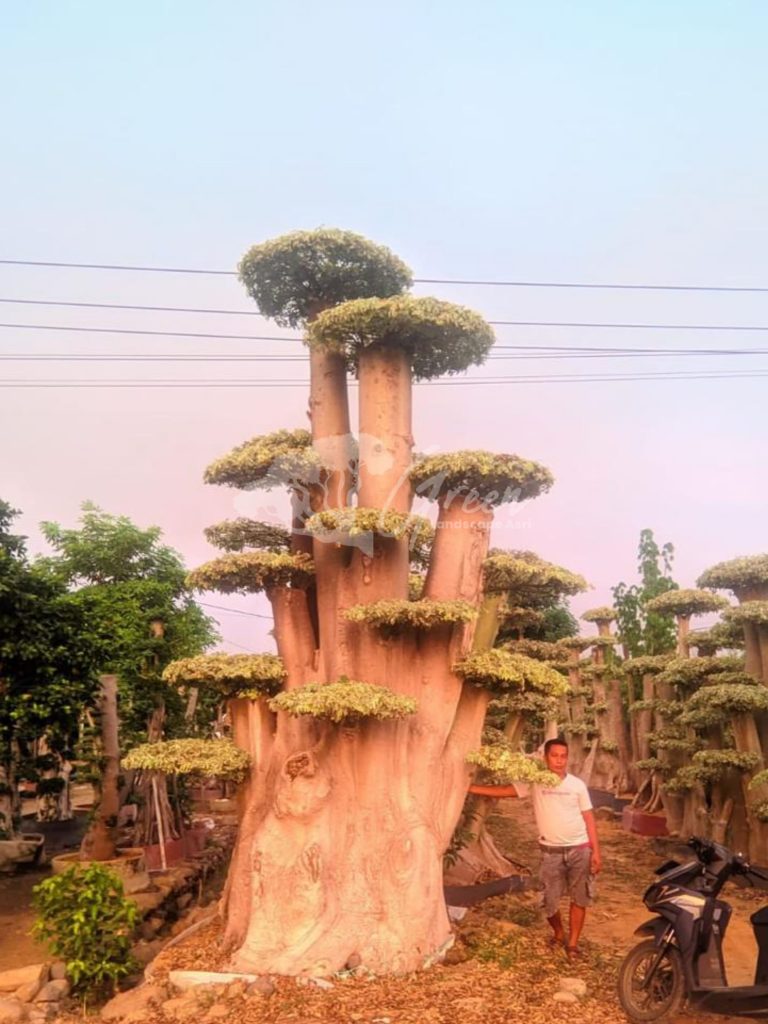 Jual Bonsai Anting Putri