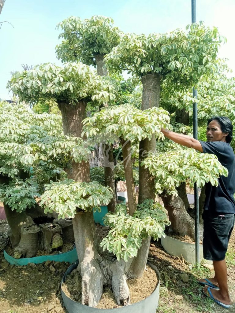 Jual Bonsai Anting Putri