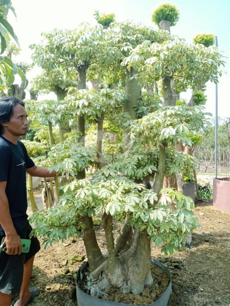 Jual Bonsai Anting Putri