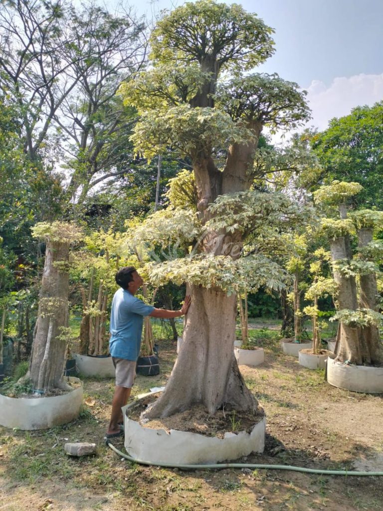 Jual Bonsai Anting Putri