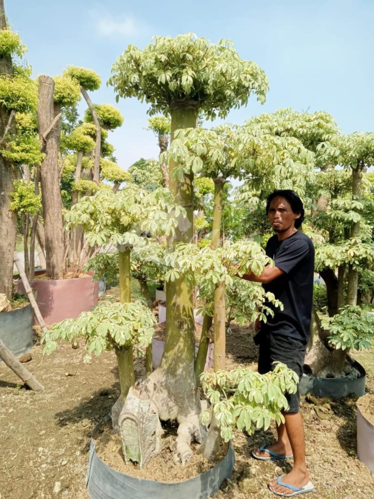 Jual Bonsai Anting Putri