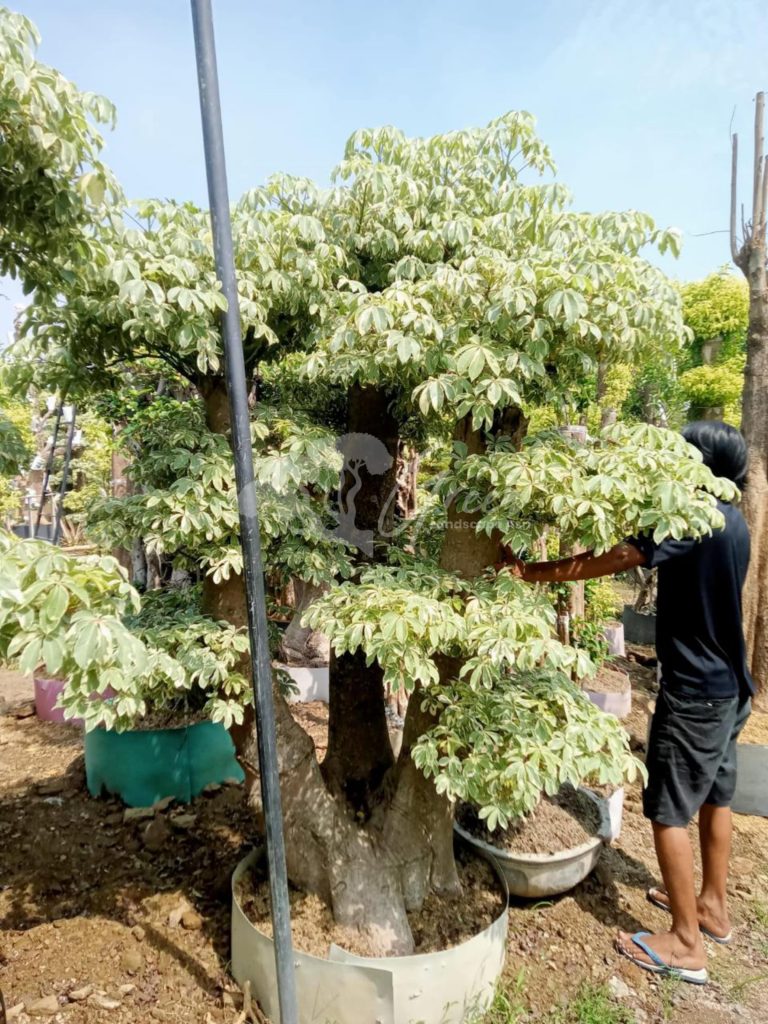 Jual Bonsai Anting Putri