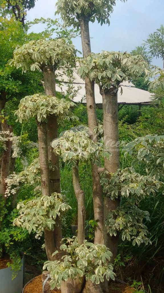 Jual Bonsai Anting Putri