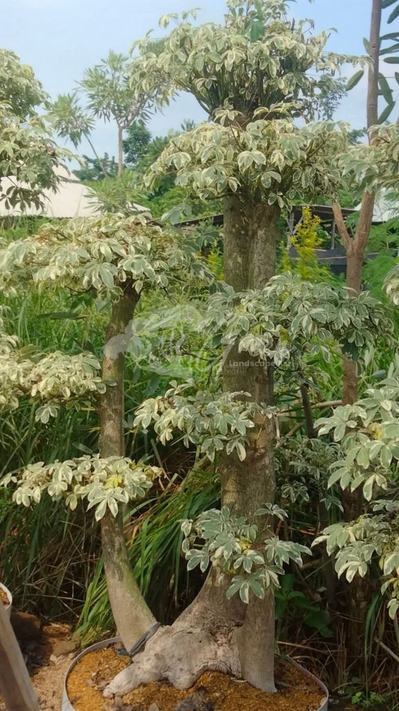 Jual Bonsai Anting Putri