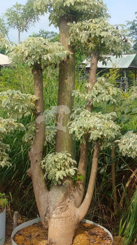 Jual Bonsai Anting Putri