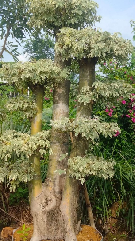 Jual Bonsai Anting Putri