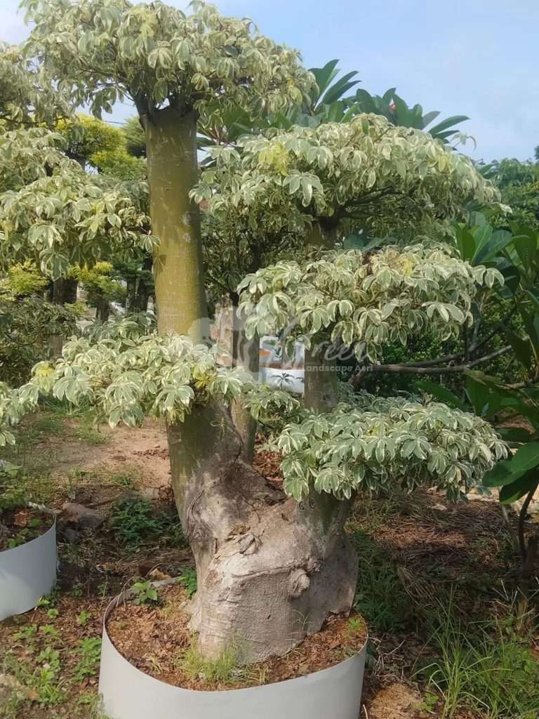 Jual Bonsai Anting Putri