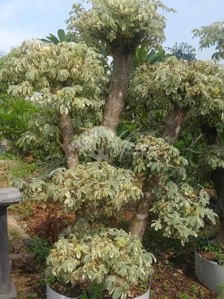 Jual Bonsai Anting Putri