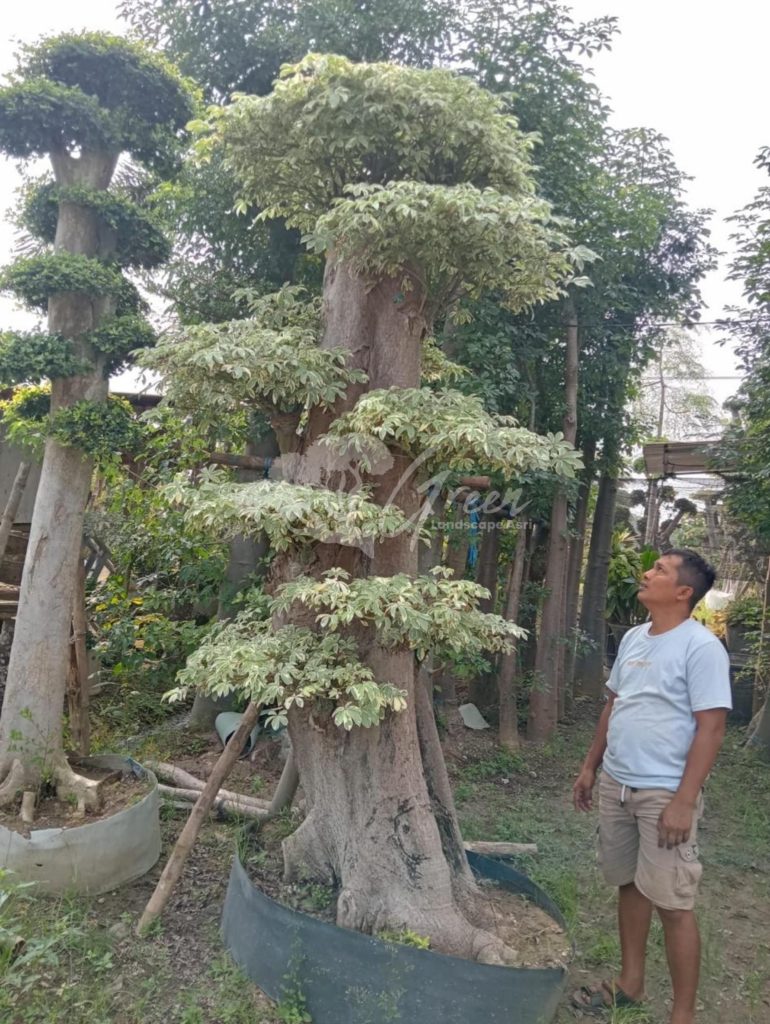 Jual Bonsai Anting Putri