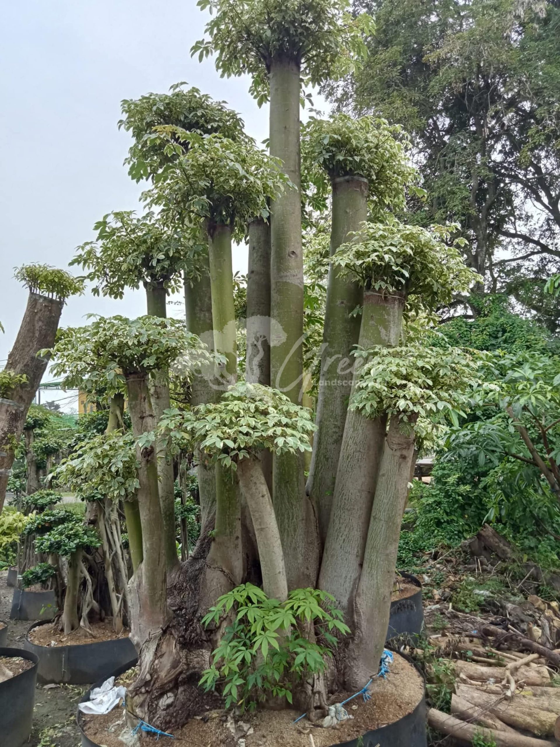 Jual Bonsai Randu Varigata