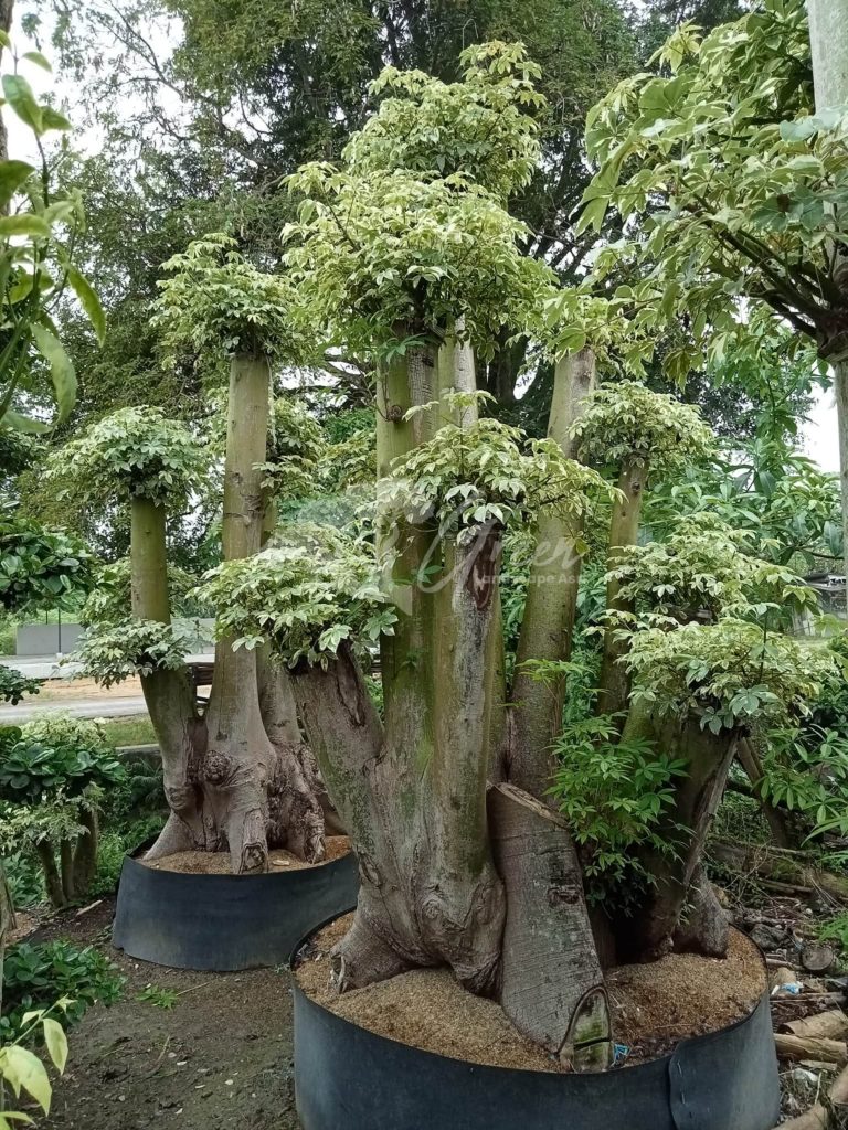 Jual Bonsai Anting Putri