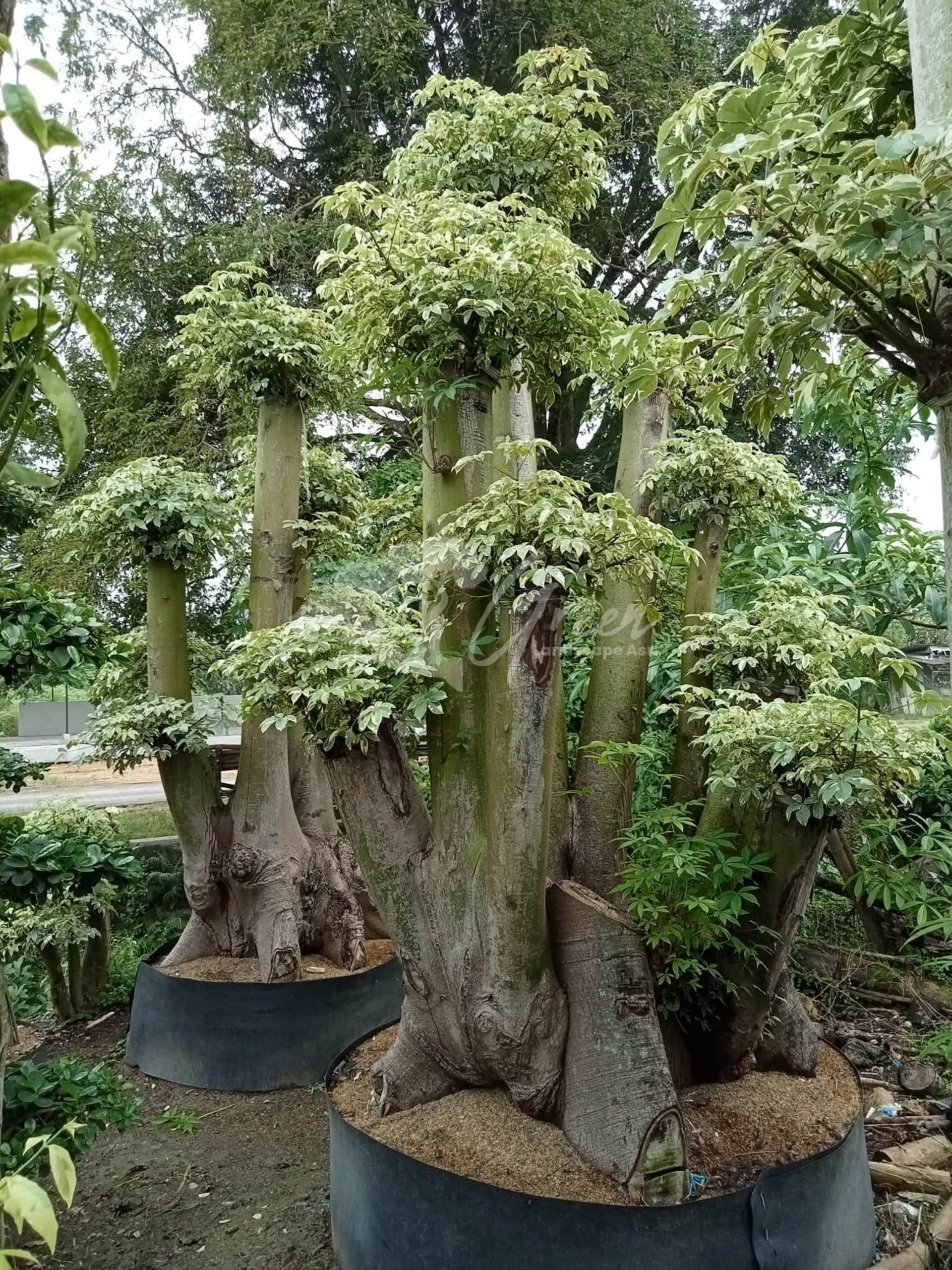 Jual Bonsai Randu Varigata