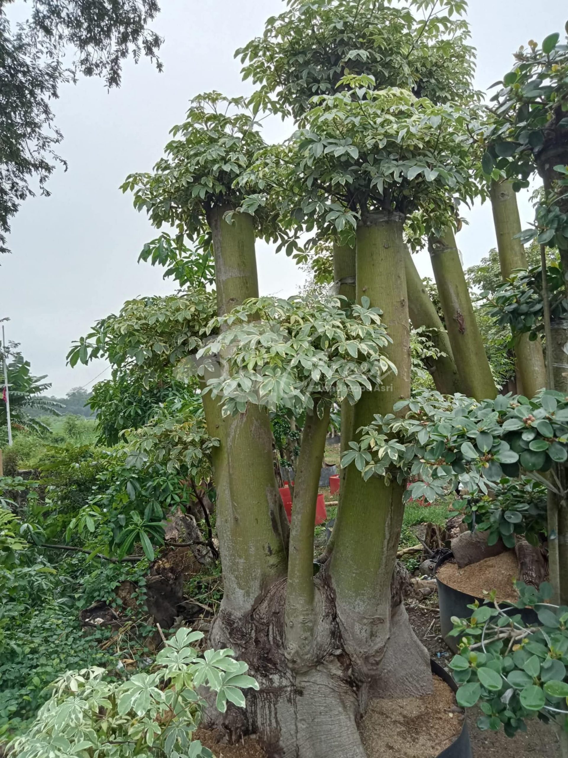 Jual Bonsai Randu Varigata