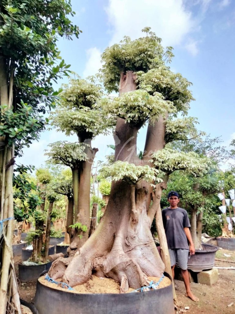 Jual Bonsai Anting Putri