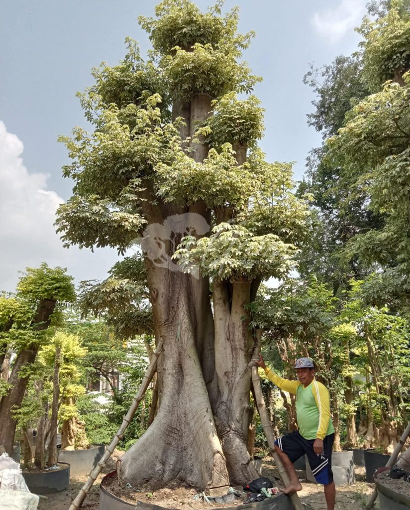 Jual Bonsai Anting Putri