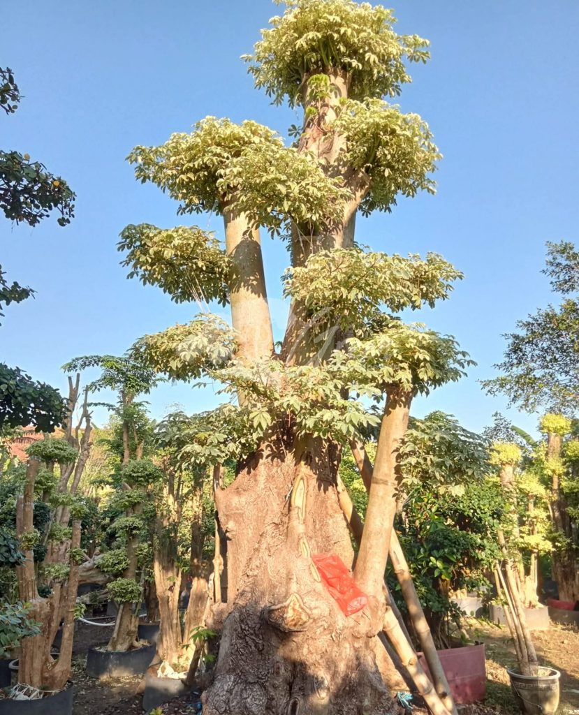 Jual Bonsai Anting Putri