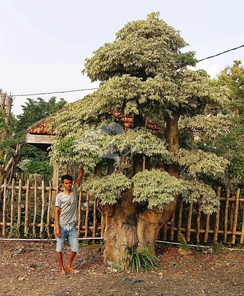 Jual Bonsai Anting Putri