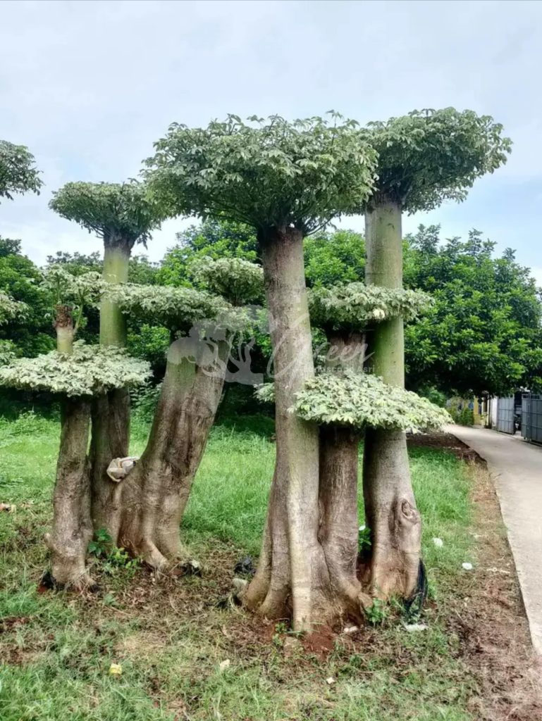 Jual Bonsai Anting Putri