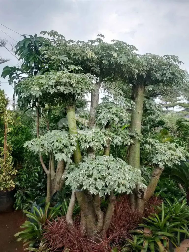 Jual Bonsai Anting Putri