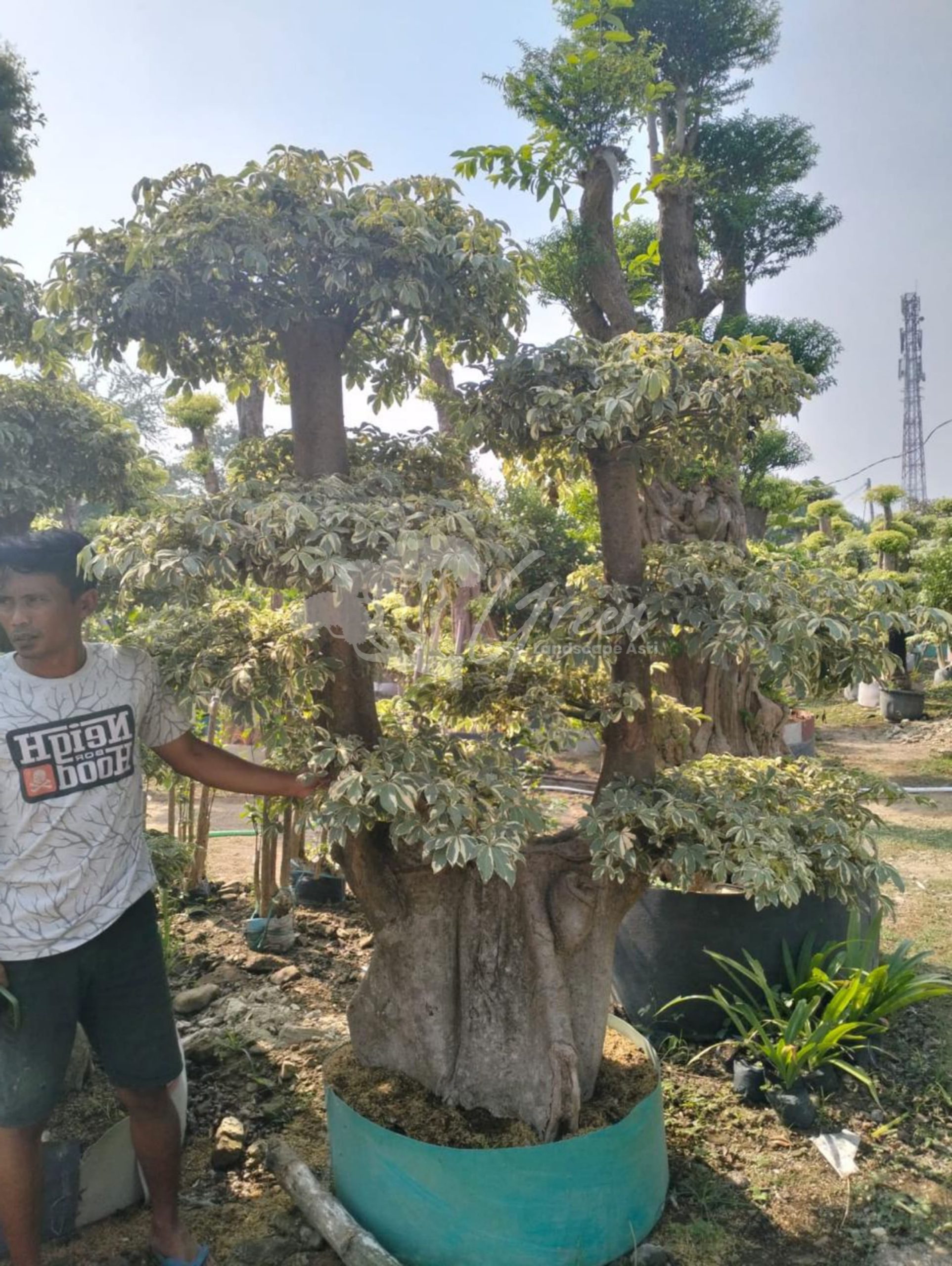 Jual Bonsai Randu Varigata