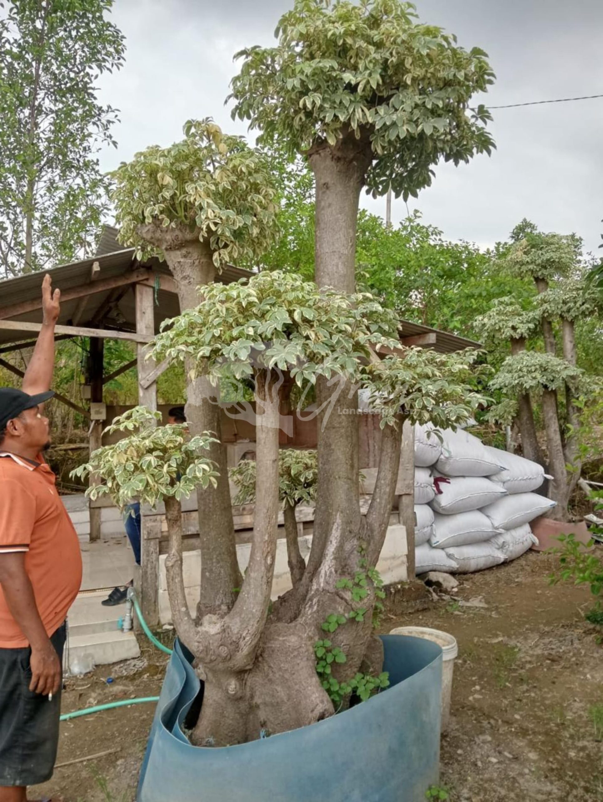 Jual Bonsai Randu Varigata