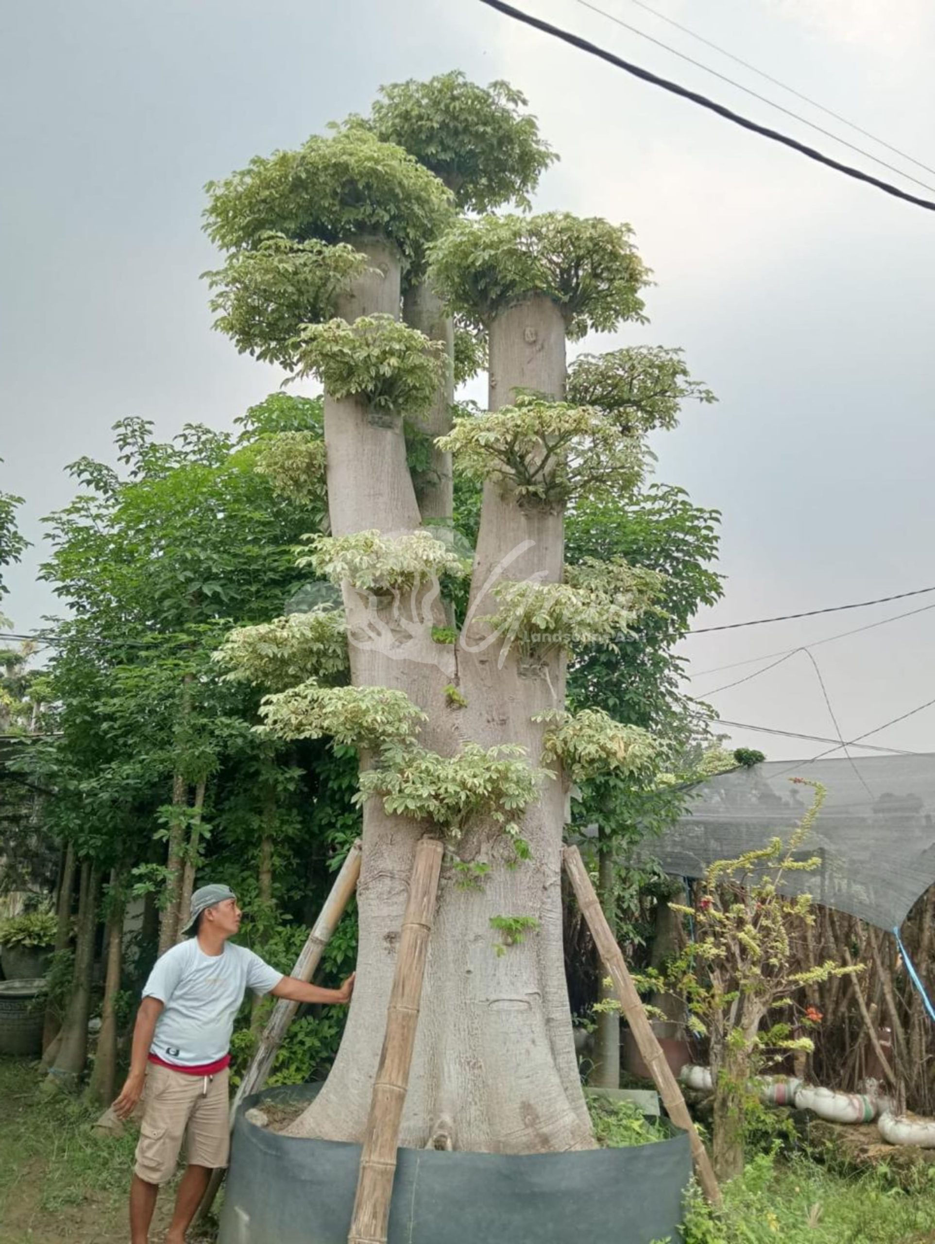 Jual Bonsai Randu Varigata