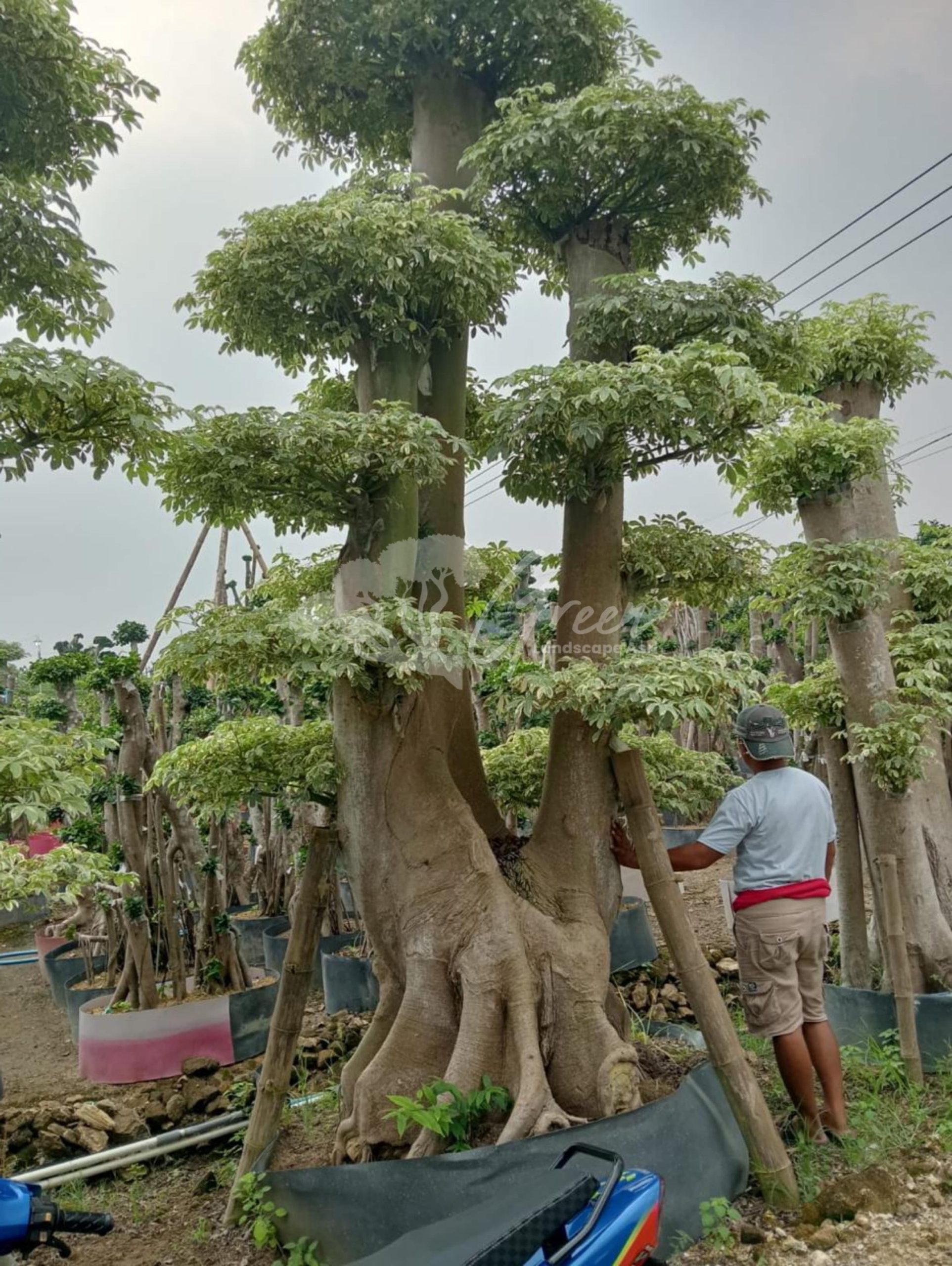 Jual Bonsai Randu Varigata