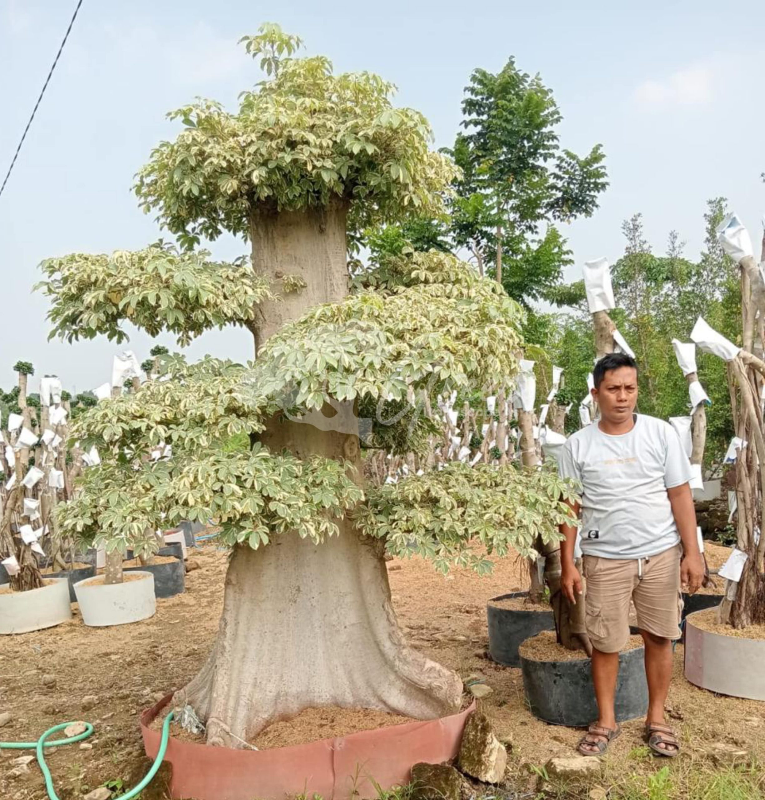 Jual Bonsai Randu Varigata