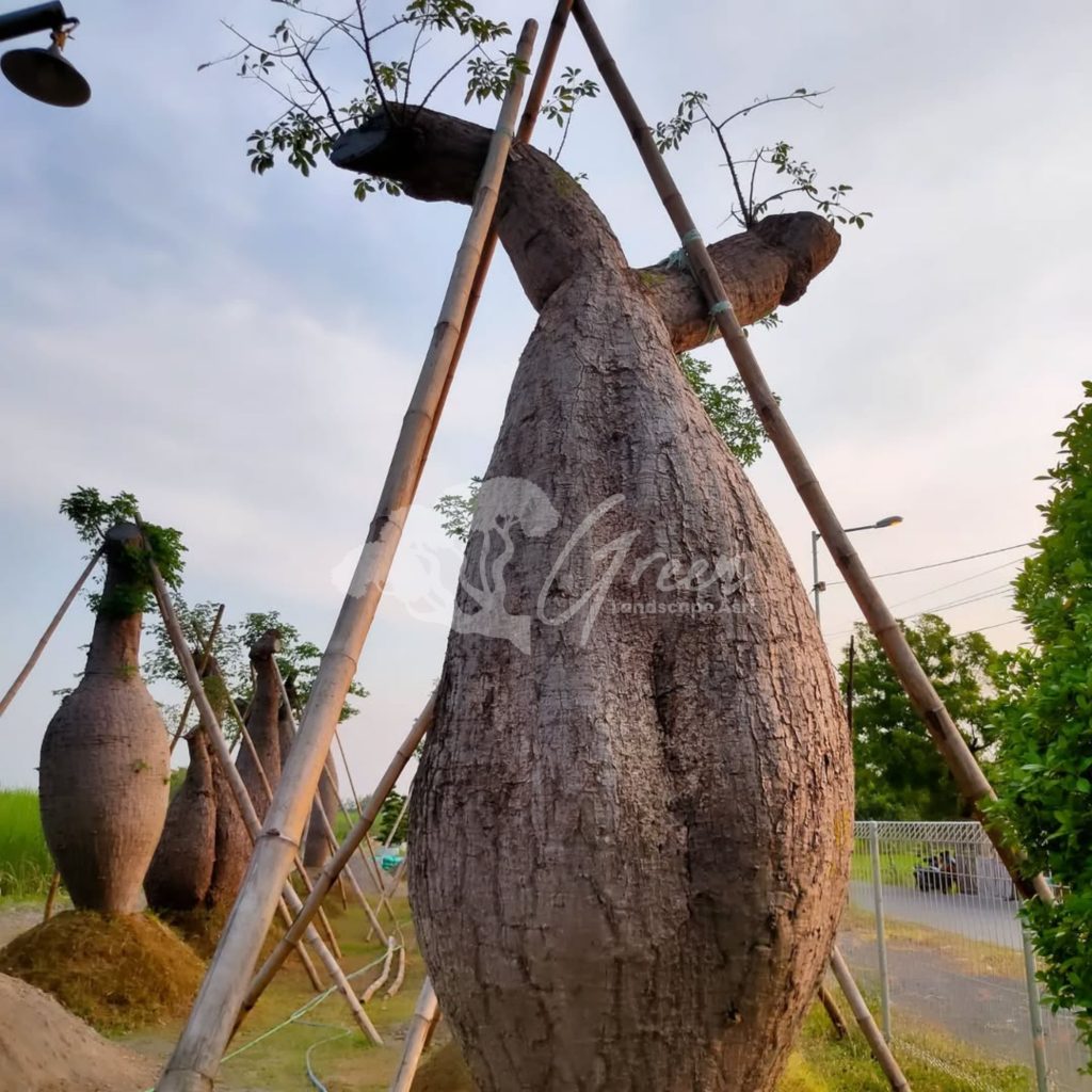 Jual Bottle Tree Chorisia