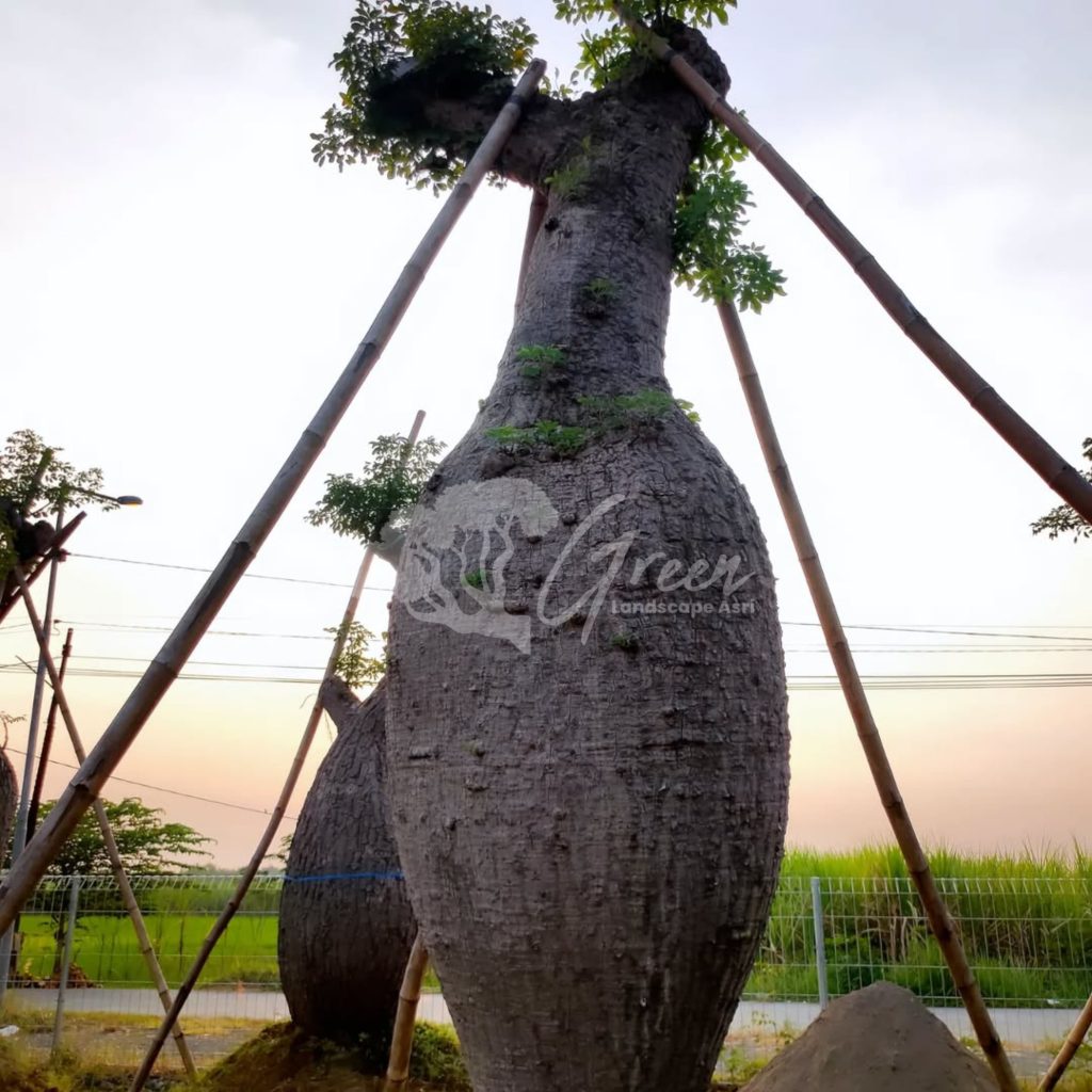 Jual Bottle Tree Chorisia