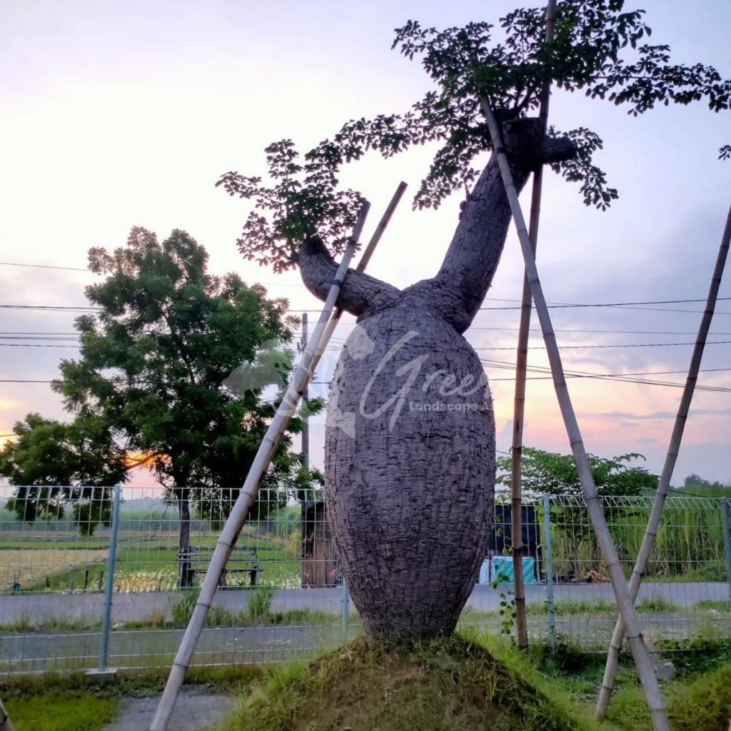 Jual Bottle Tree Chorisia