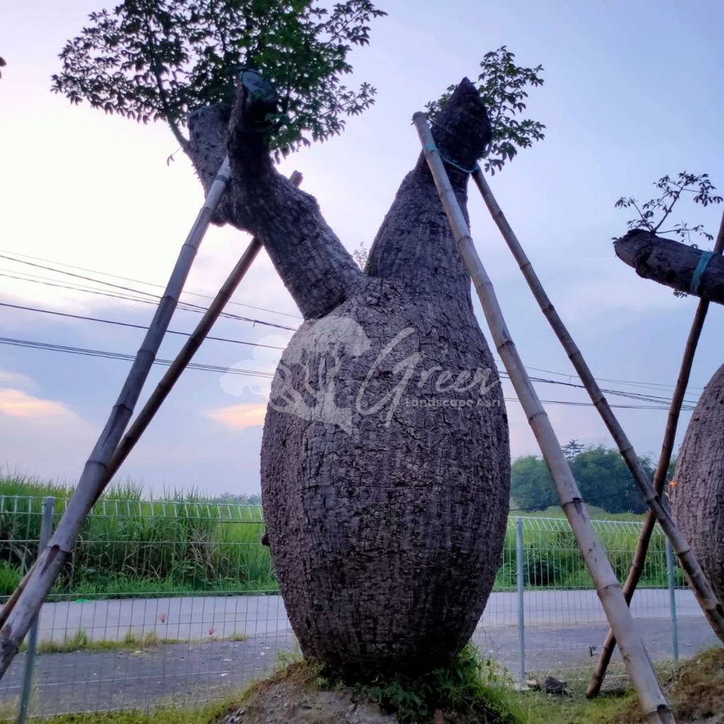 Jual Bottle Tree Chorisia