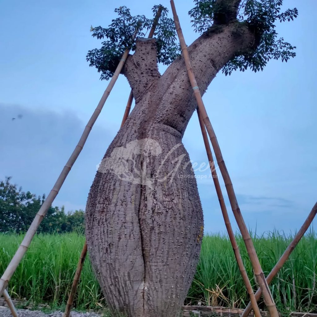 Jual Bottle Tree Chorisia