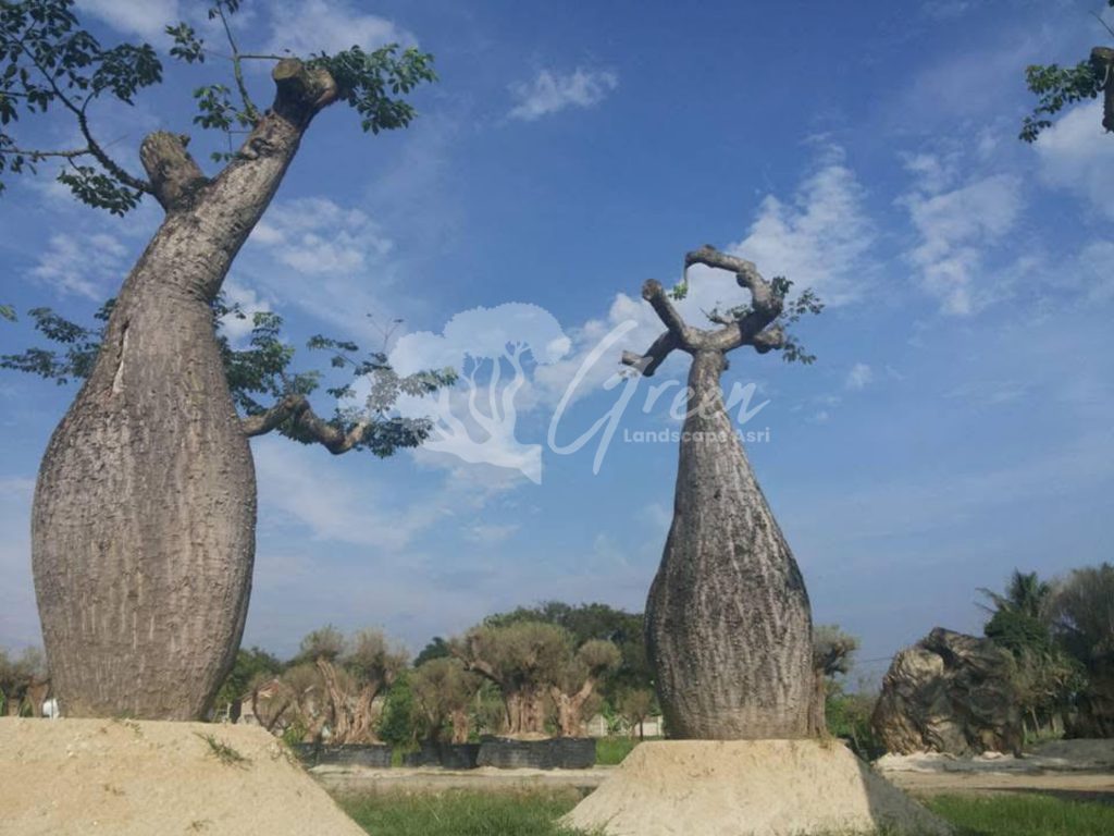 Jual Bottle Tree Chorisia