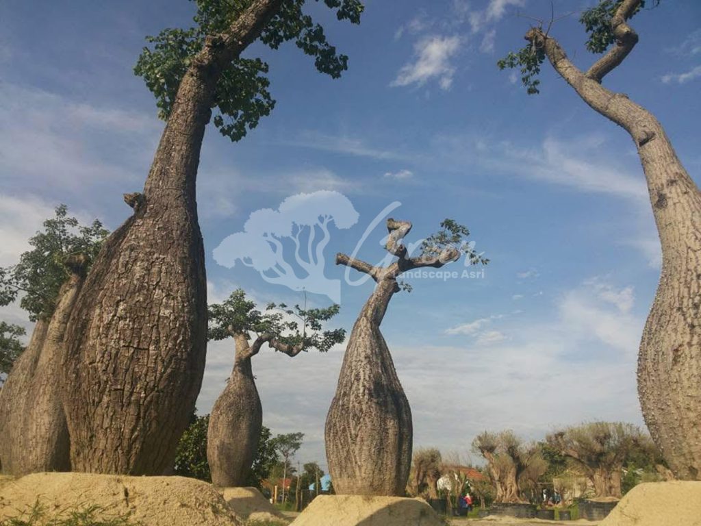 Jual Bottle Tree Chorisia