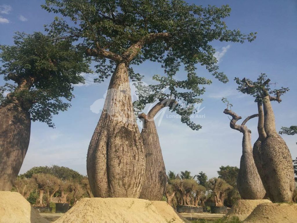 Jual Bottle Tree Chorisia