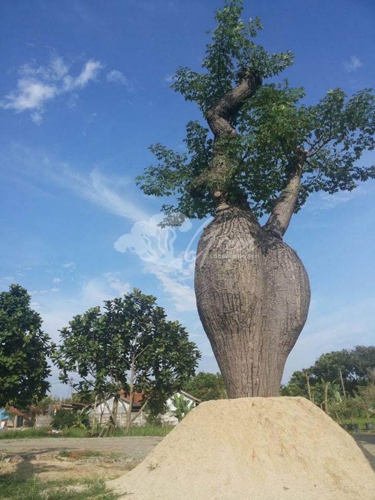 Jual Bottle Tree Chorisia