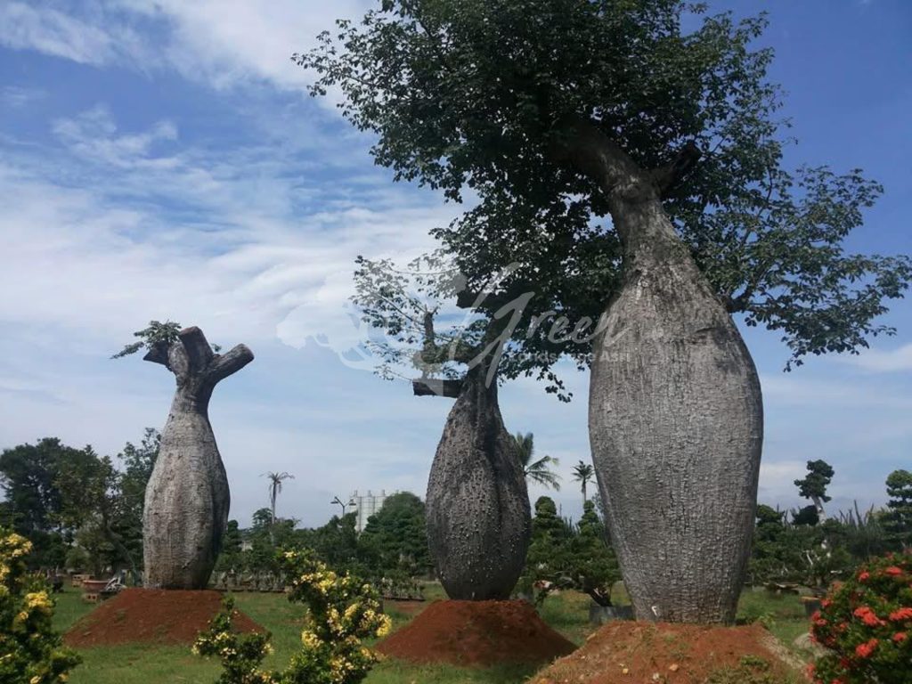 Jual Bottle Tree Chorisia