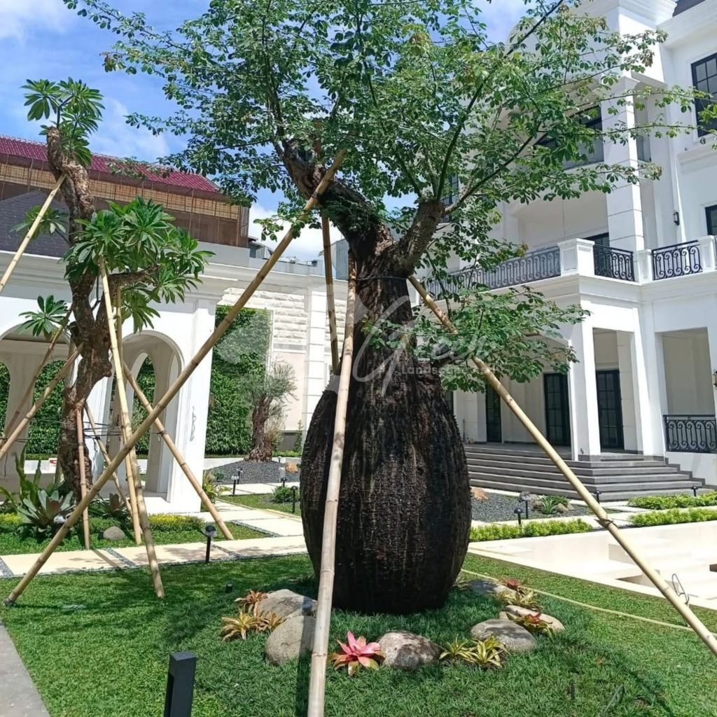 Jual Bottle Tree Chorisia