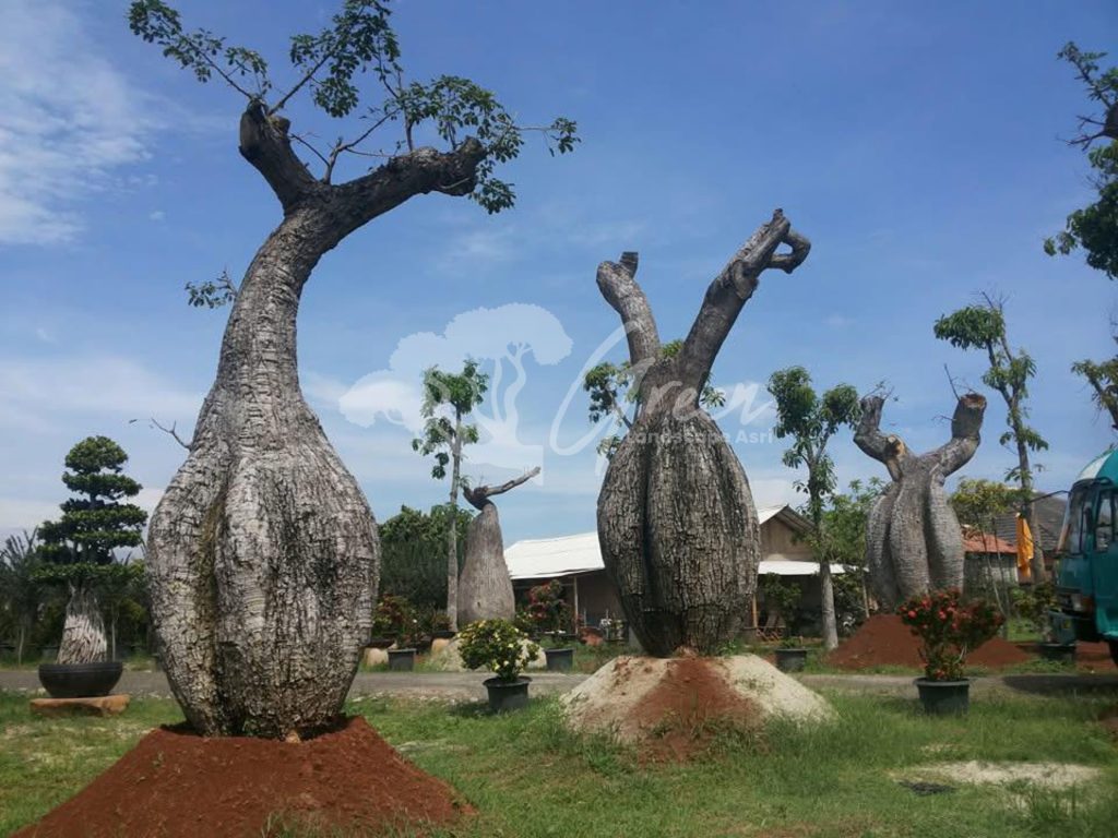 Jual Bottle Tree Chorisia