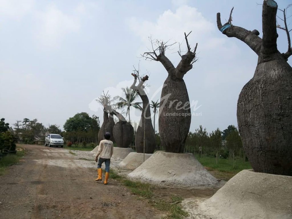 Jual Bottle Tree Chorisia
