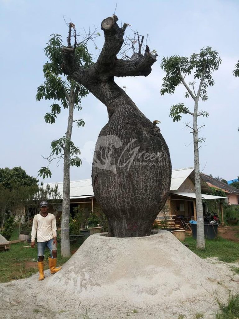Jual Bottle Tree Chorisia