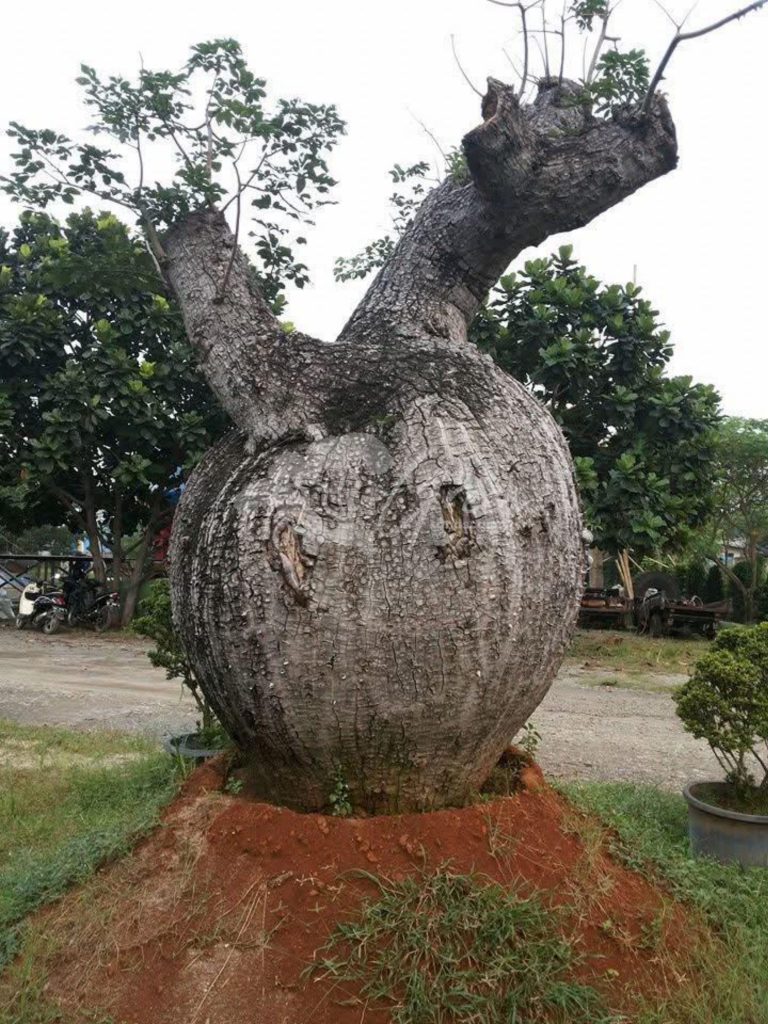 Jual Bottle Tree Chorisia