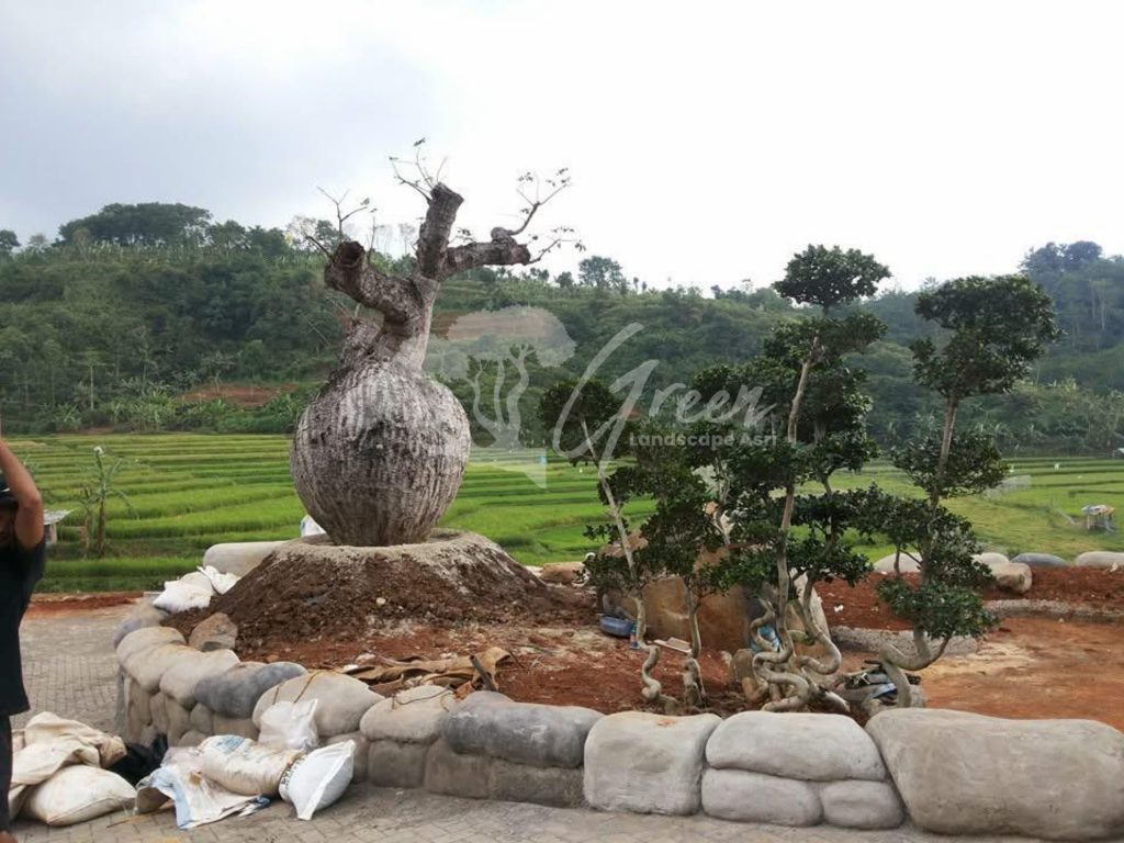 Jual Bottle Tree Chorisia
