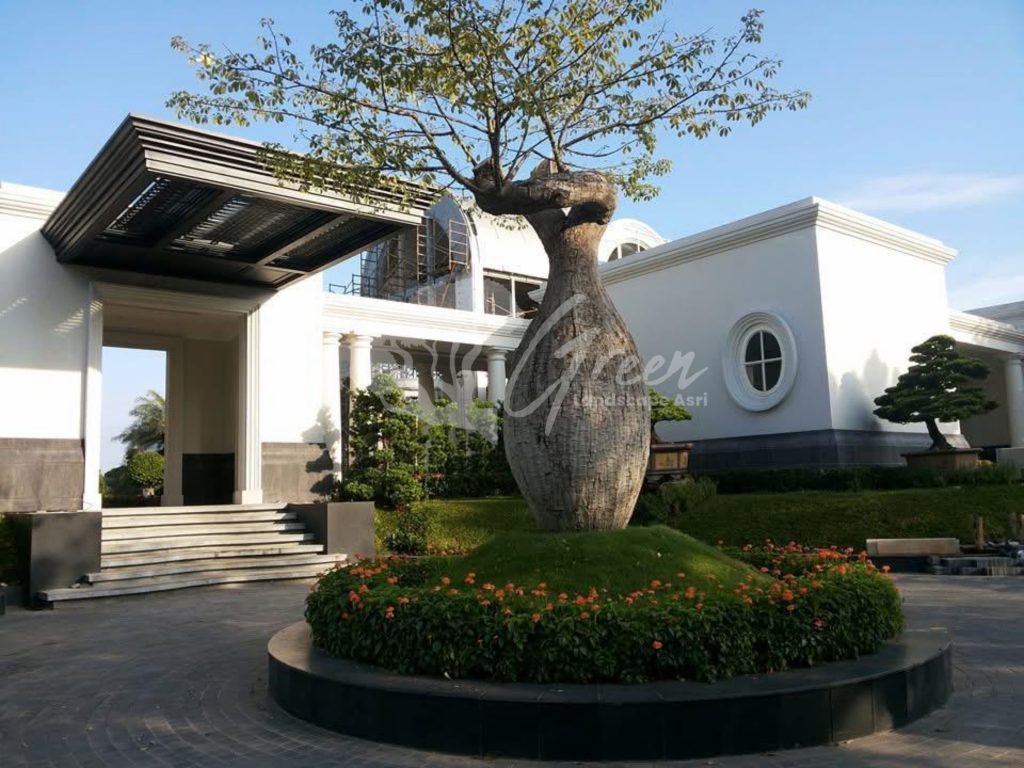 Jual Bottle Tree Chorisia