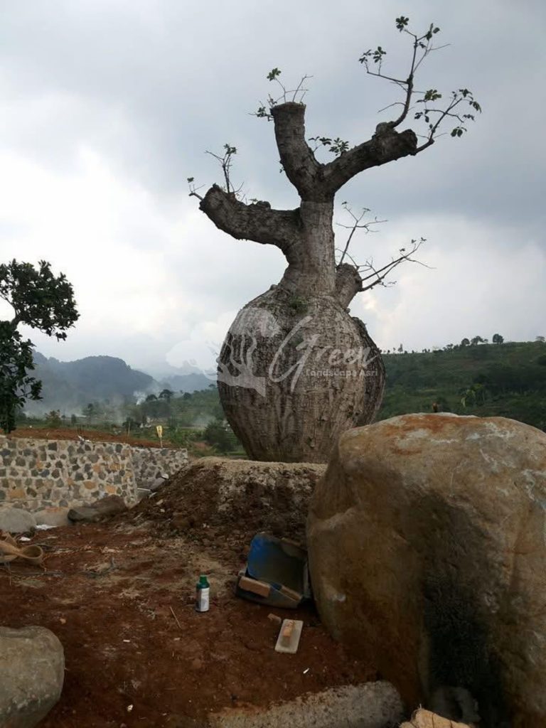 Jual Bottle Tree Chorisia