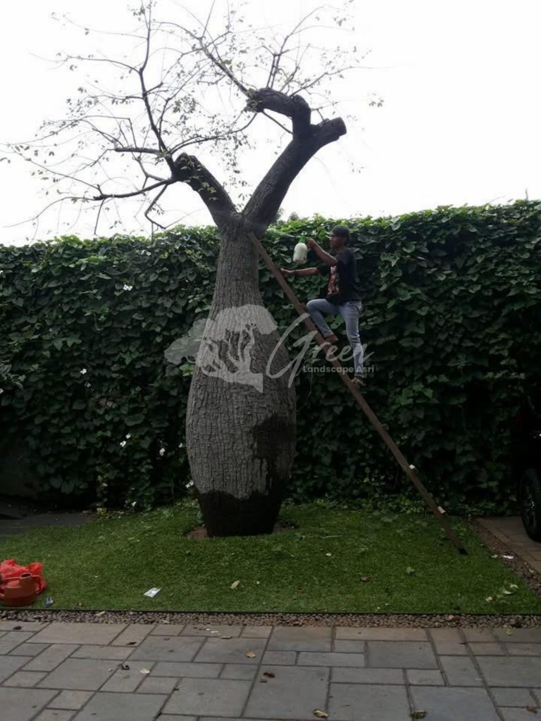 Jual Bottle Tree Chorisia