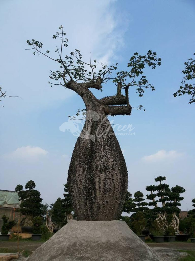 Jual Bottle Tree Chorisia